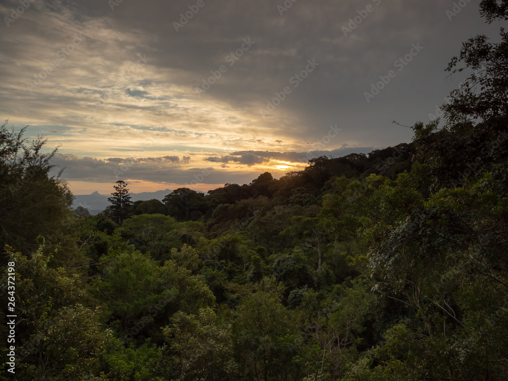 Rain Forest Sunset