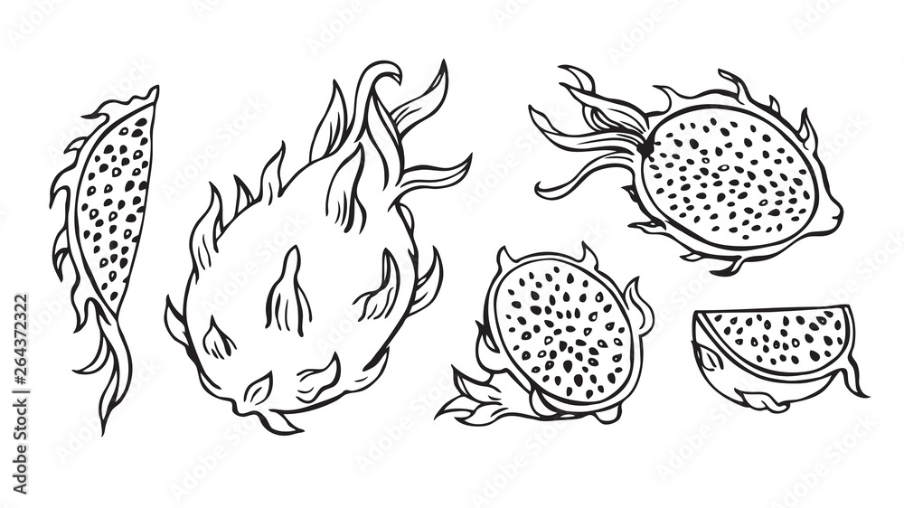 Fototapeta premium Dragonfruit or pitahaya, graphic black and white drawing, fruit set.