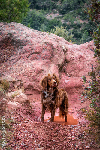 Brown hunting dog of the munsterlander breed small. photo