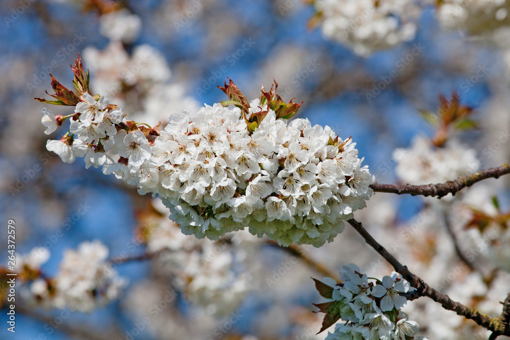 Fototapeta premium White Cherry Flowers at Blossom in Spring