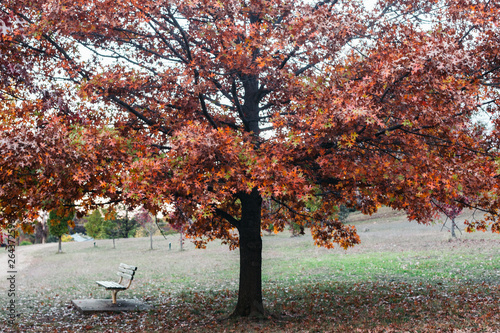 autumn in the park