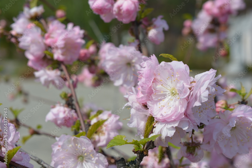 Beautiful bright pink flowers of the almond tree, pink sakura, decorative almond tree with a luxurious view of buds. Beautiful bright pink flowers of the almond tree, pink sakura, decorative almond tree with a luxurious view of buds.