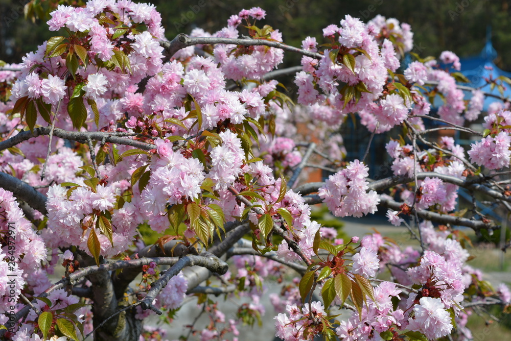 Beautiful bright pink flowers of the almond tree, pink sakura, decorative almond tree with a luxurious view of buds.