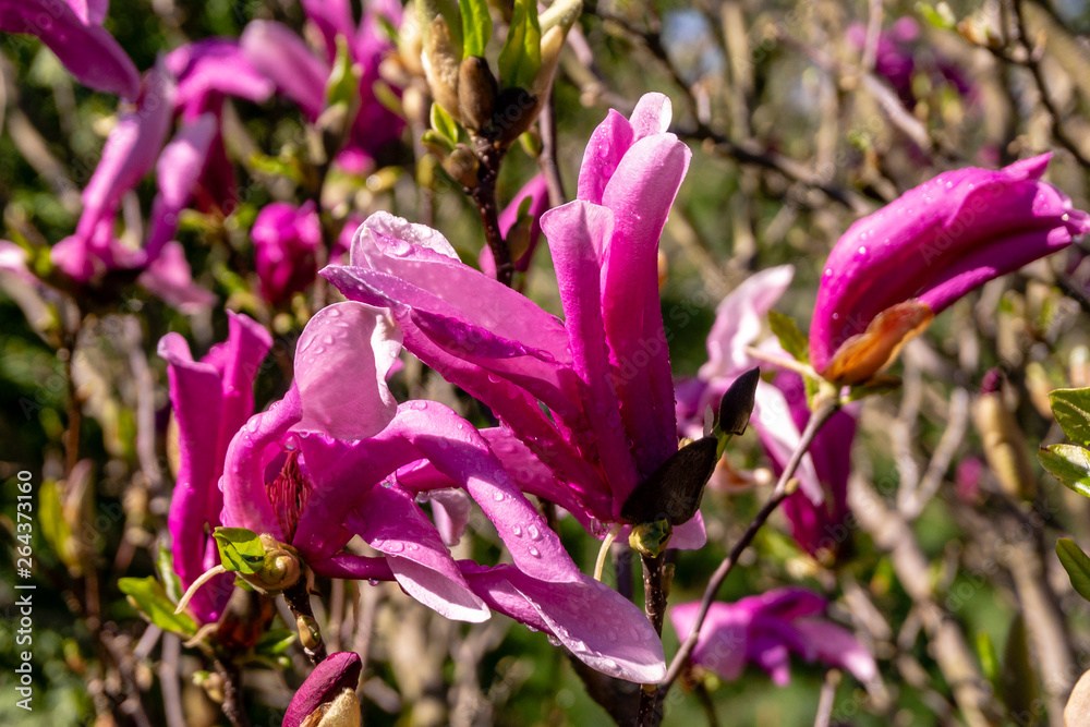 Large pink flowers Magnolia Susan (Magnolia liliiflora x Magnolia stellata) on clear sunny day against blurred background of buds and blossoming petals. Selective focus. Nature concept for design Large pink flowers Magnolia Susan (Magnolia liliiflora x Magnolia stellata) on clear sunny day against blurred background of buds and blossoming petals. Selective focus. Nature concept for design
