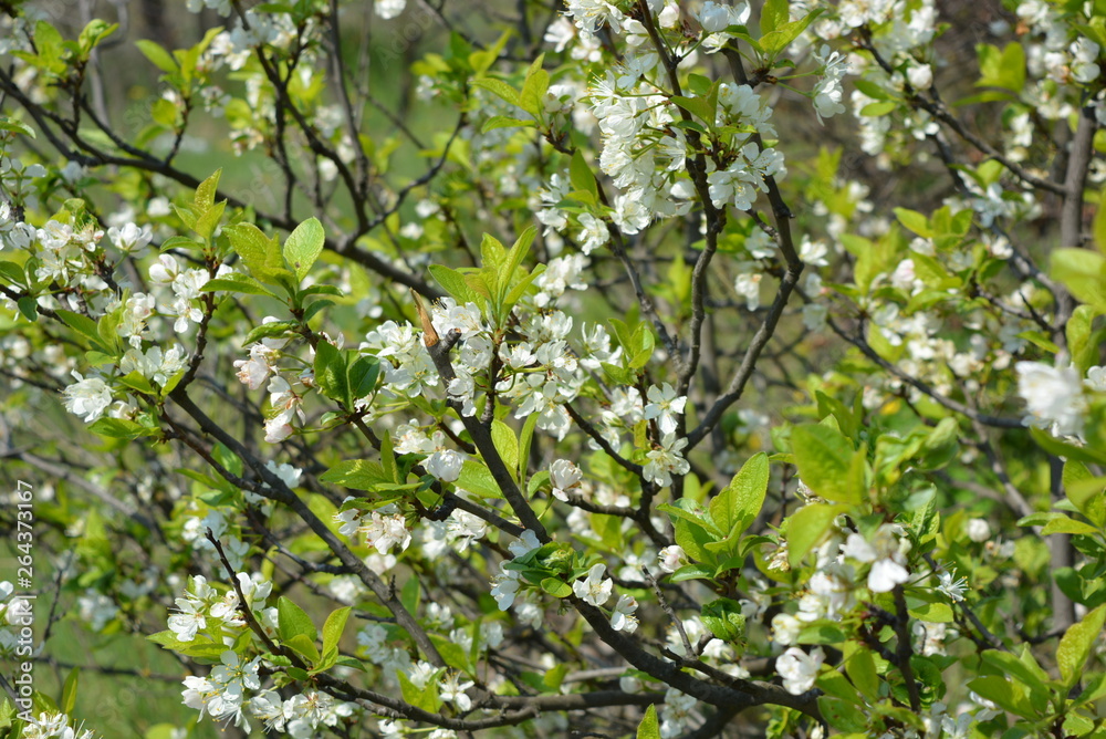Spring flowers and trees, flowering cherry trees, a lot of white flowers on the branches and tree trunks in the spring sun Spring flowers and trees, flowering cherry trees, a lot of white flowers on the branches and tree trunks in the spring sun