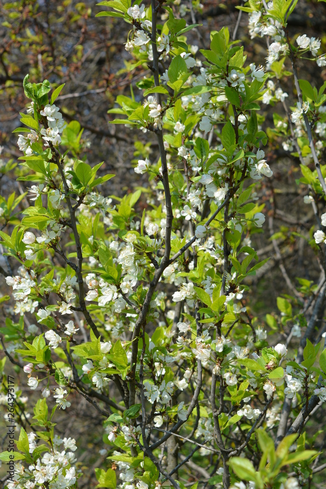 Spring flowers and trees, flowering cherry trees, a lot of white flowers on the branches and tree trunks in the spring sun Spring flowers and trees, flowering cherry trees, a lot of white flowers on the branches and tree trunks in the spring sun