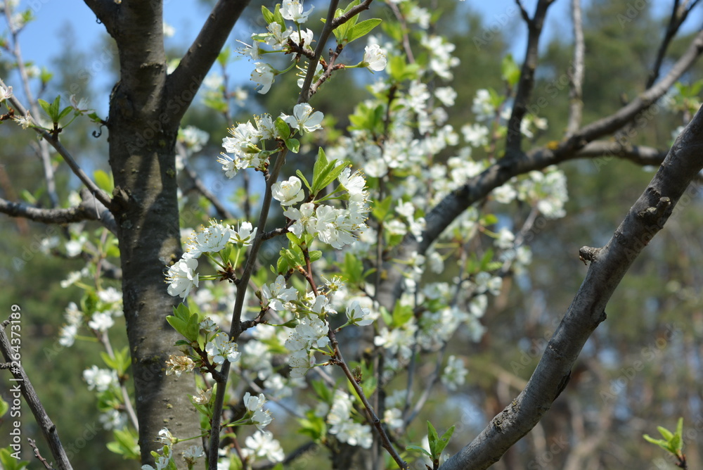 Spring flowers and trees, flowering cherry trees, a lot of white flowers on the branches and tree trunks in the spring sun Spring flowers and trees, flowering cherry trees, a lot of white flowers on the branches and tree trunks in the spring sun