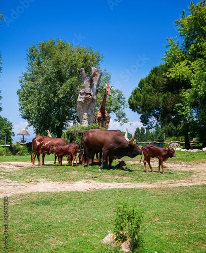 brown Watusi Bulls and a giraffe in the zoo © Anna Lurye