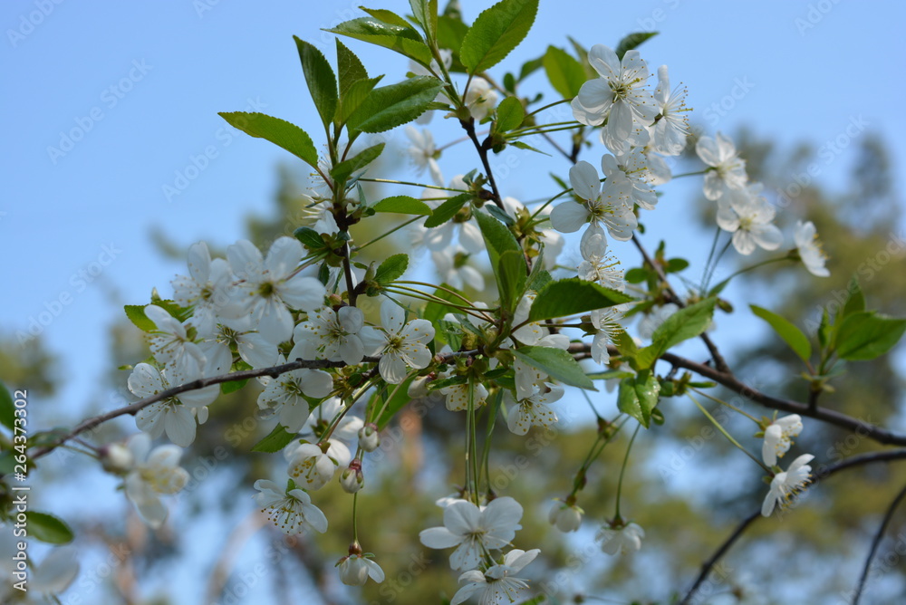 Spring flowers and trees, flowering cherry trees, a lot of white flowers on the branches and tree trunks in the spring sun Spring flowers and trees, flowering cherry trees, a lot of white flowers on the branches and tree trunks in the spring sun