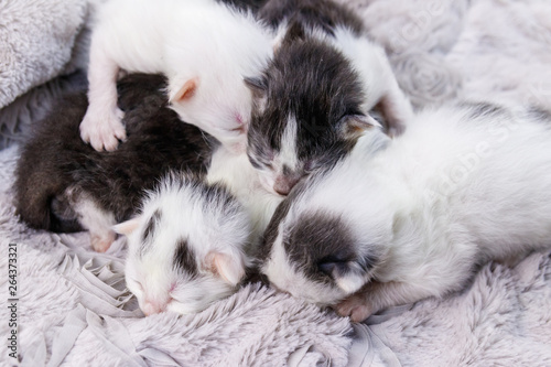 Newborn kittens on a soft grey blanket