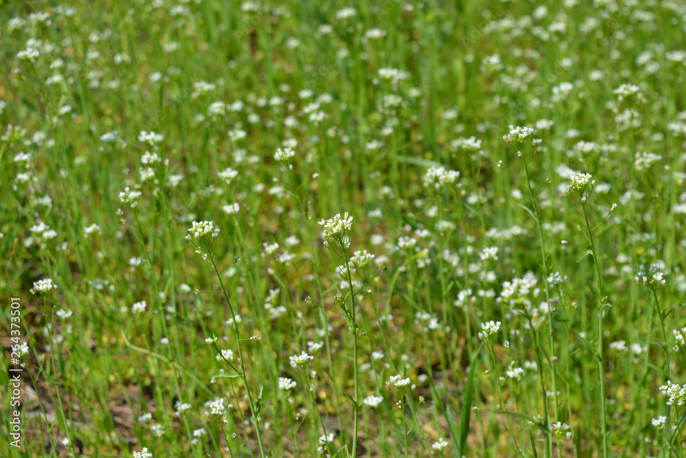 Very small white flowers with green grass in the forest Very small white flowers with green grass in the forest