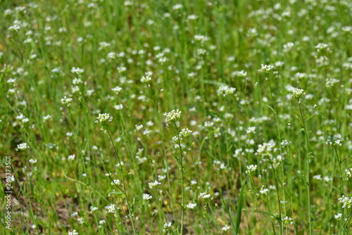 Very small white flowers with green grass in the forest