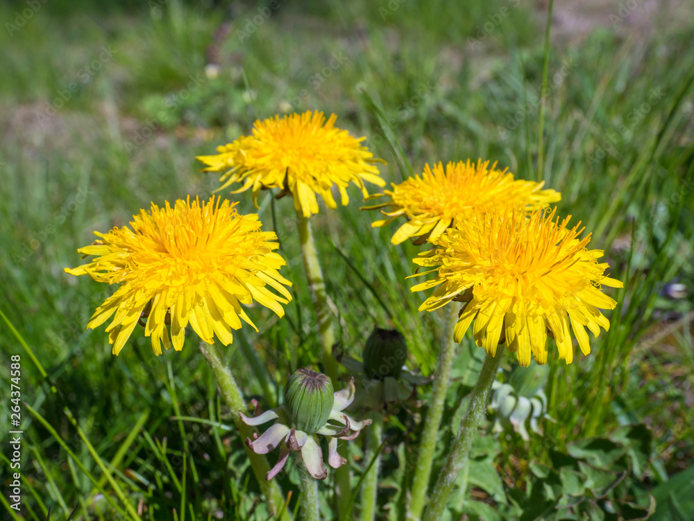 bunch of macro close up yellow dandelion on lush green grass, selective focus bunch of macro close up yellow dandelion on lush green grass, selective focus