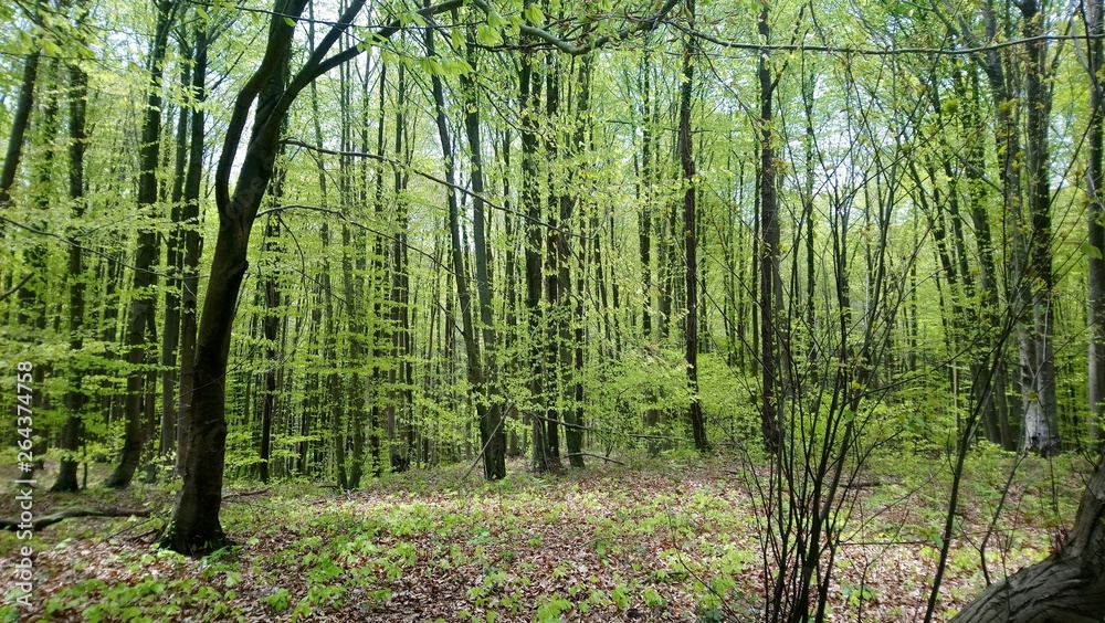 Naklejka premium Nature