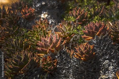 Thorny cactus with spikes and little fruits