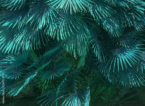 Fototapeta Naklejka Na Ścianę i Meble -  Abstract Mallorca endemic fan palm Chamaerops humilis teale