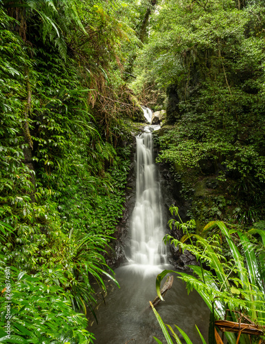 Fototapeta Naklejka Na Ścianę i Meble -  Rain Forest Waterfall