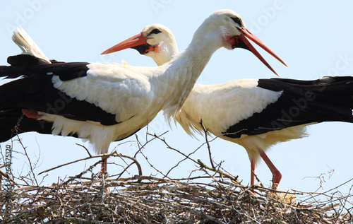 Close up of two storks in a nest on a tree with crossed necks looking in different directions