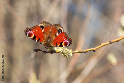 Peacok butterfly, Inachis io photo