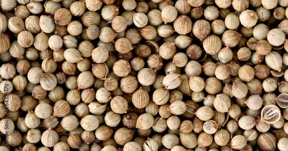 Close up coriander seed rotation Close up coriander seed rotation