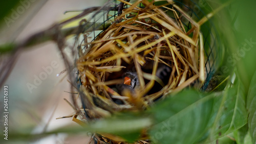 Fotografie a bird in an artificial nest in captivity incubates eggs