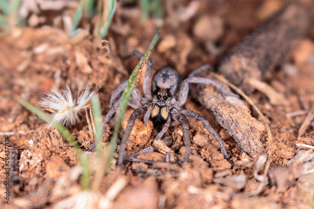 A Tasmanicosa Wolf Spider hunting for food on Red Hill Nature Reserve, Canberra, Australia in April 2019