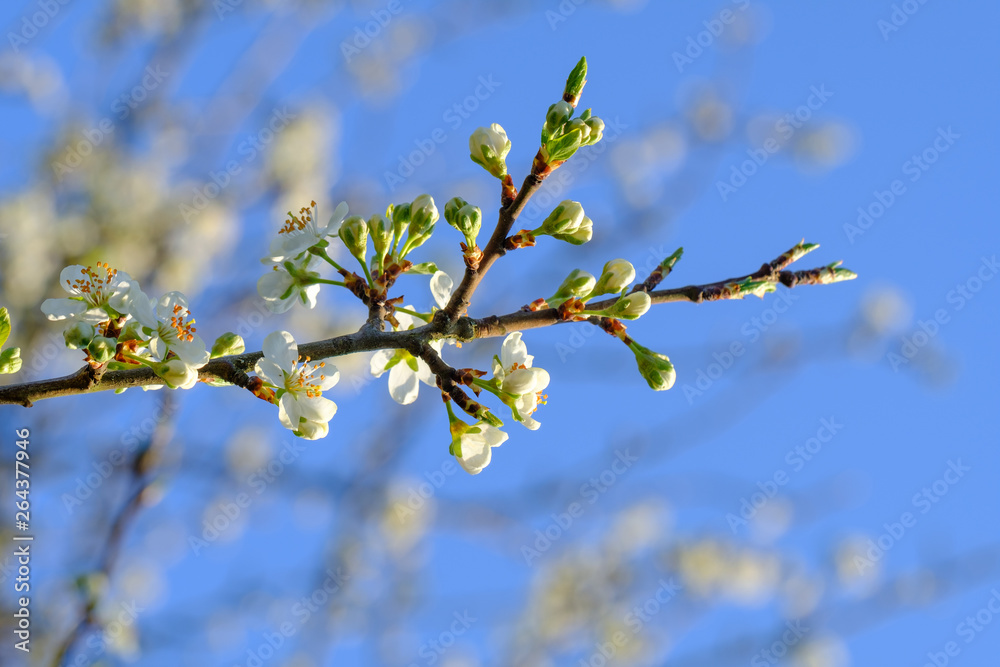 Blühender Apfelbaum (Obstbaum-Blüte)