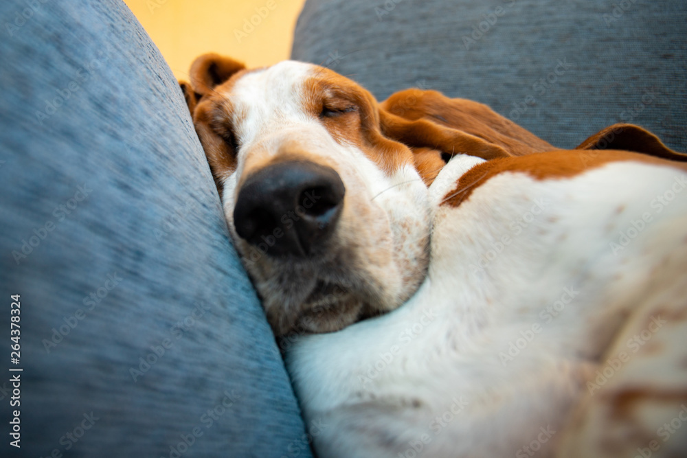 Can A Dog Sleep With A Muzzle