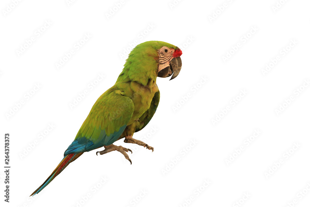 Green Macaw Parrot.