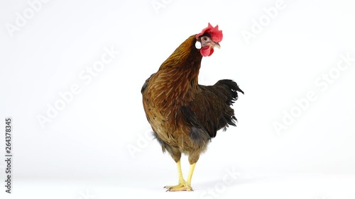 cluck Italian partridge chicken isolated on white screen. sound