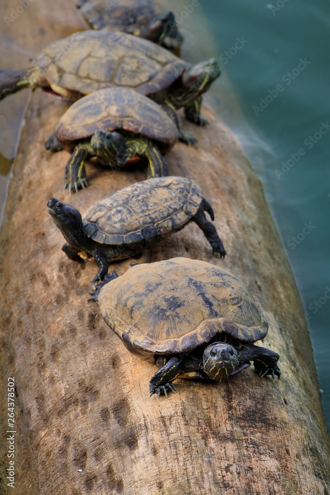 Gruppe von Schildkröten auf einem Baumstamm im Wasser Gruppe von Schildkröten auf einem Baumstamm im Wasser