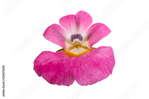 pink snapdragon isolated