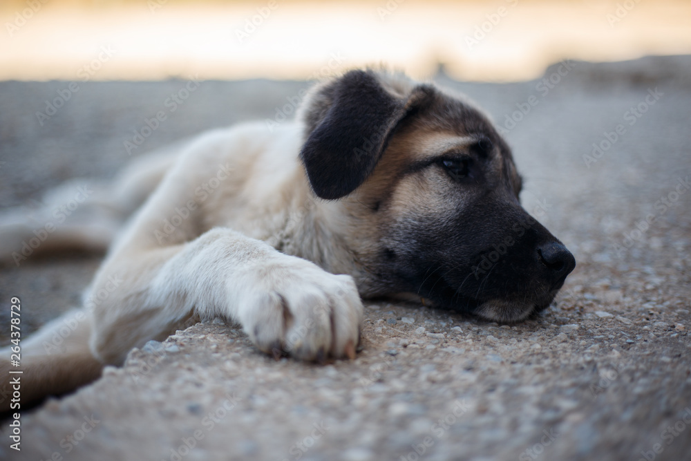 Little puppy spanish mastiff lying down Little puppy spanish mastiff lying down