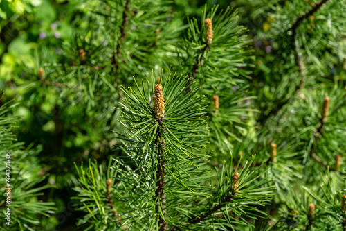 Young shoots of mountain pine Pinus mugo. Small and fluffy. Sunny day in spring garden. Nature concept for design. Selective focus