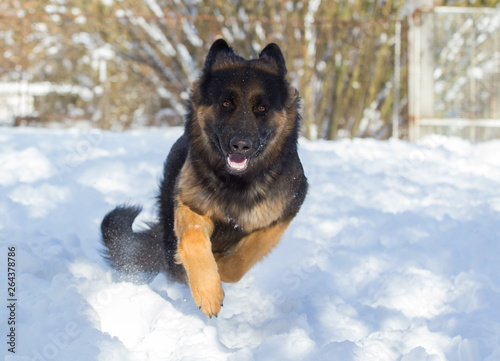 german shepherd dog in snow © bina01
