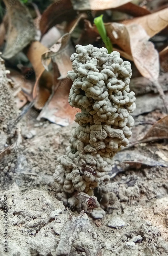 Earthworm home Earthworm home