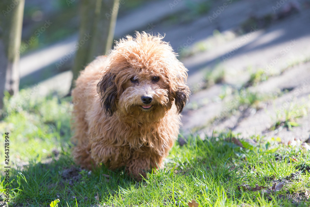 Fototapeta premium little havanese dog in nature