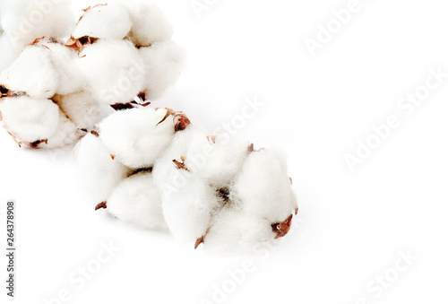 Cotton plant flower isolated