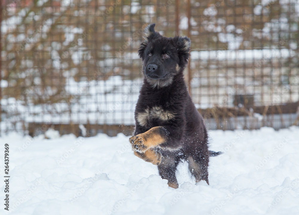 Naklejka premium german shepherd dog in snow