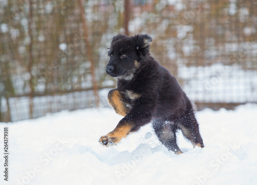 german shepherd dog in snow