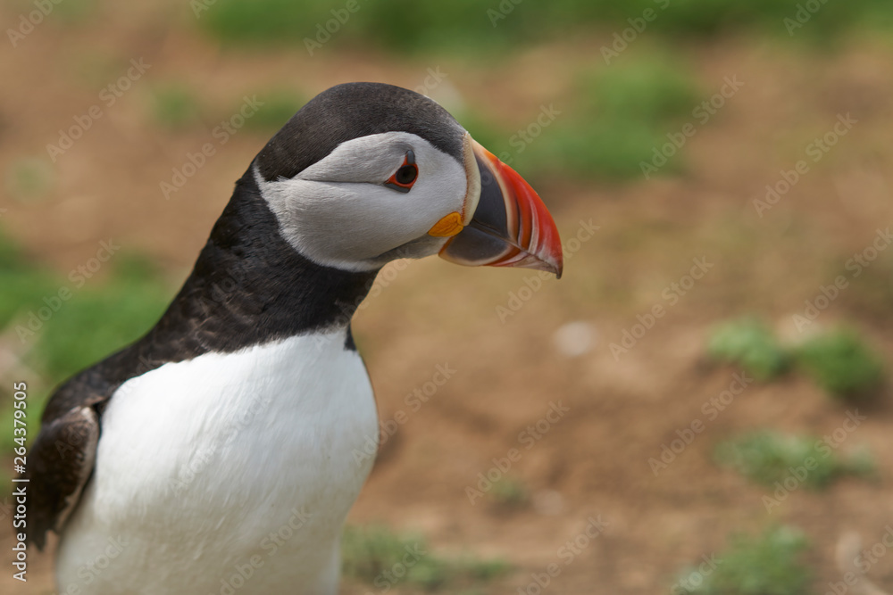 Atlantic puffin (Fratercula arctica) in spring on Skomer Island off the coast of Pembrokeshire in Wales, United Kingdom Atlantic puffin (Fratercula arctica) in spring on Skomer Island off the coast of Pembrokeshire in Wales, United Kingdom