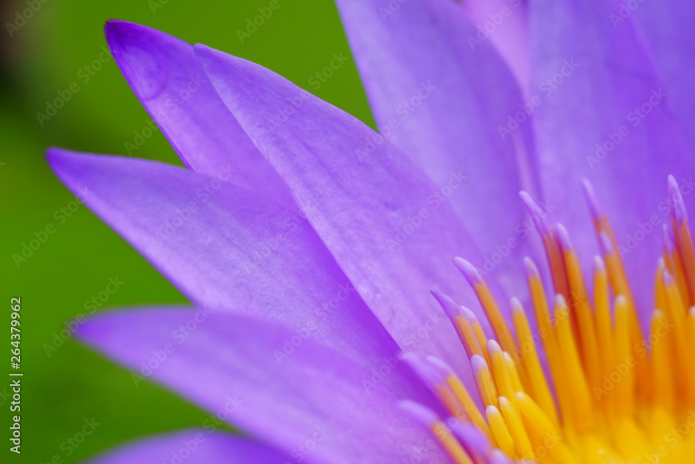 closeup pollen and petal of purple lotus