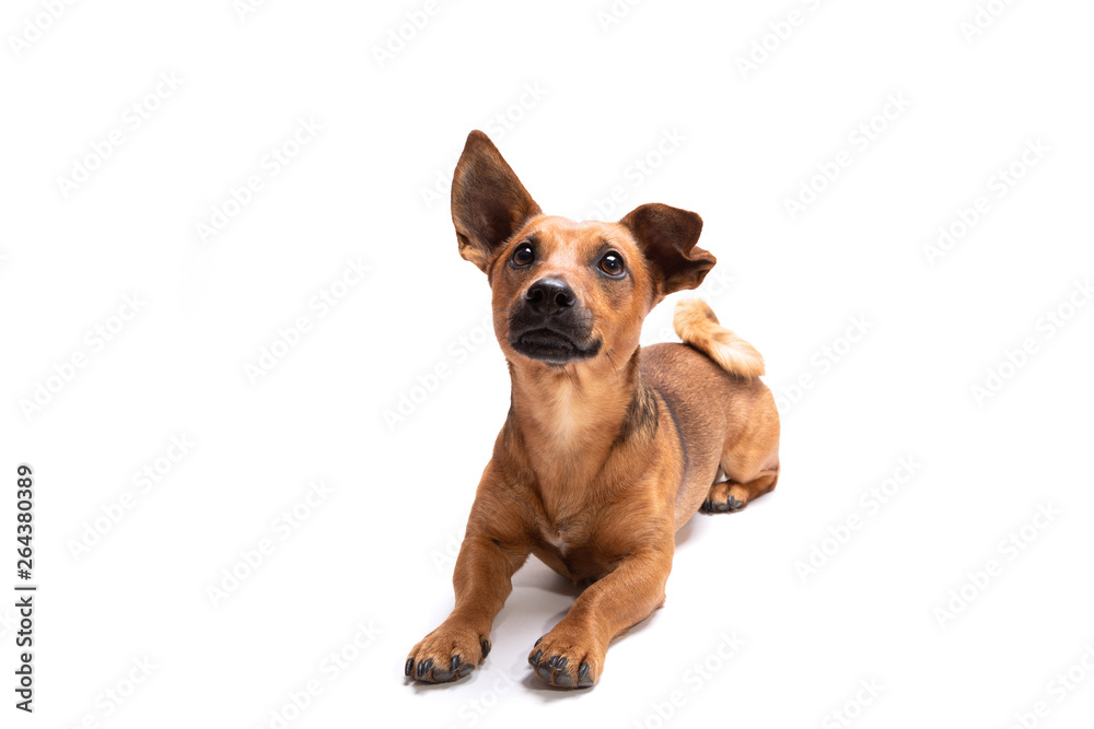 Young and small brown dog isolated on a white background Young and small brown dog isolated on a white background