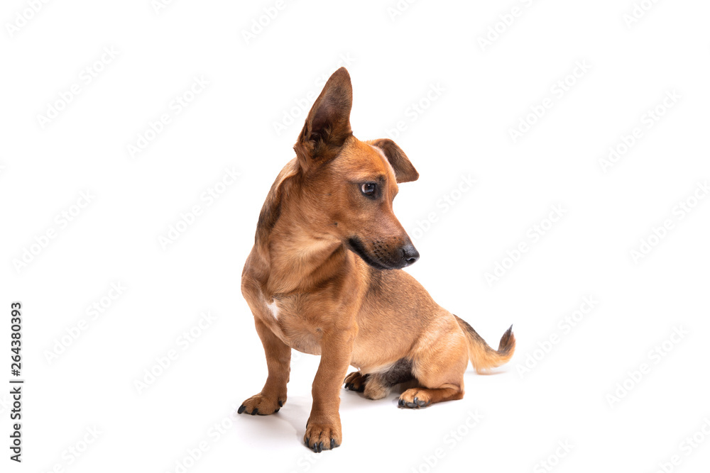 Young and small brown dog isolated on a white background