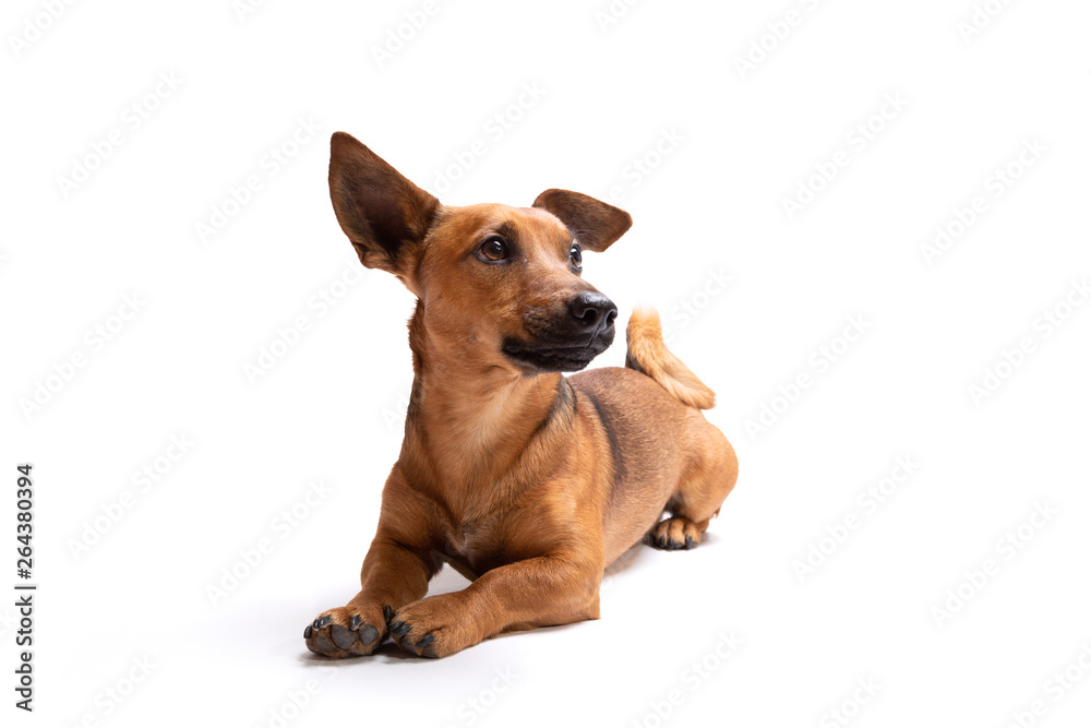 Young and small brown dog isolated on a white background