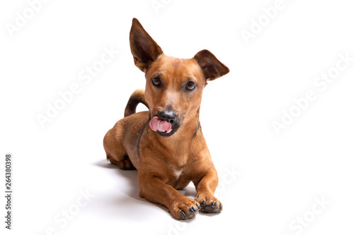 Young and small brown dog isolated on a white background