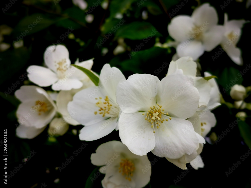 Philadelphus coronarius , sweet mock-orange, English dogwood, flowers on branch and black background Philadelphus coronarius , sweet mock-orange, English dogwood, flowers on branch and black background