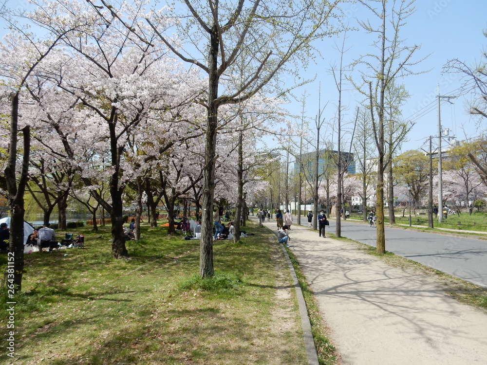 Fototapeta premium 大阪城公園 日本