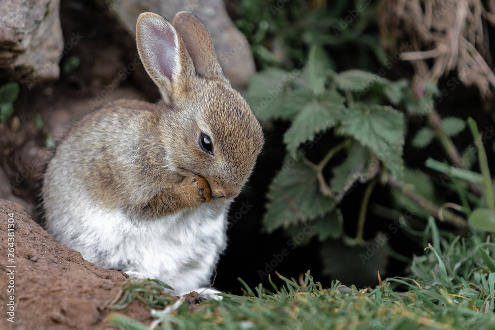 Fototapeta premium wild rabbit in the grass