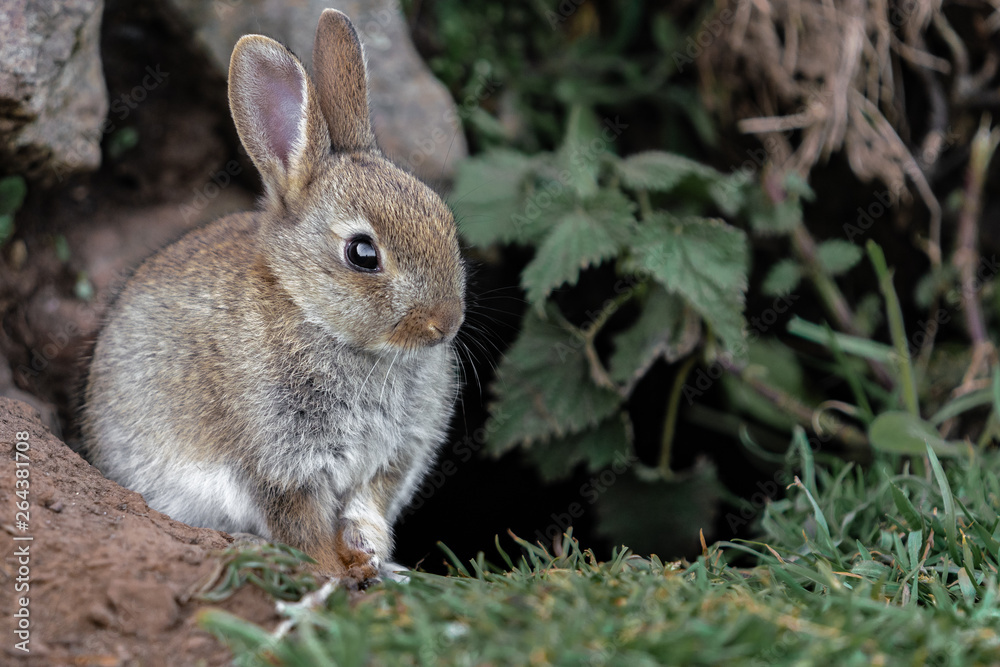 wild rabbit in the grass wild rabbit in the grass